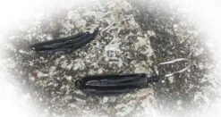 Point Jude Jig Heads